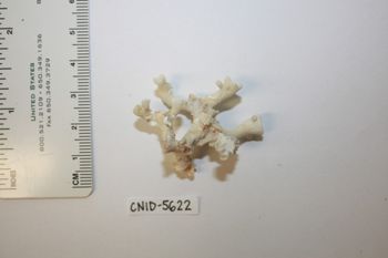 Media type: image;   Invertebrate Zoology CNID-5622 Description: Live specimen.;